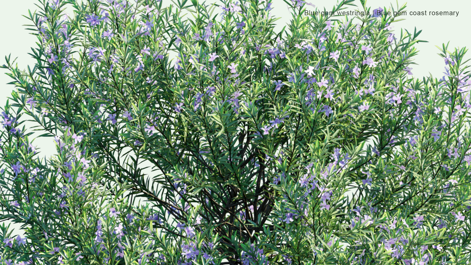 2D Blue Gem Westringia - Blue Gem Coast Rosemary