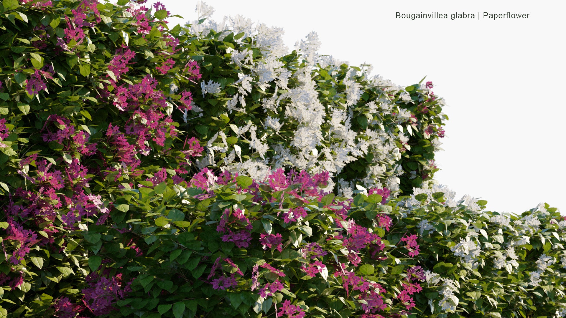 Low Poly Bougainvillea Glabra - Lesser Bougainvillea, Paperflower (3D Model)