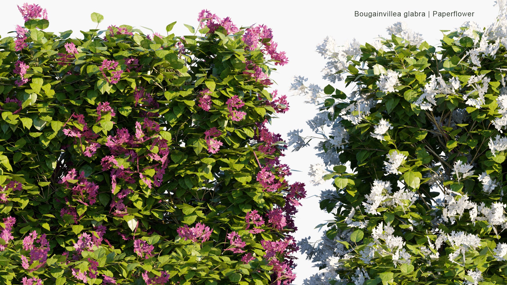 Low Poly Bougainvillea Glabra - Lesser Bougainvillea, Paperflower (3D Model)