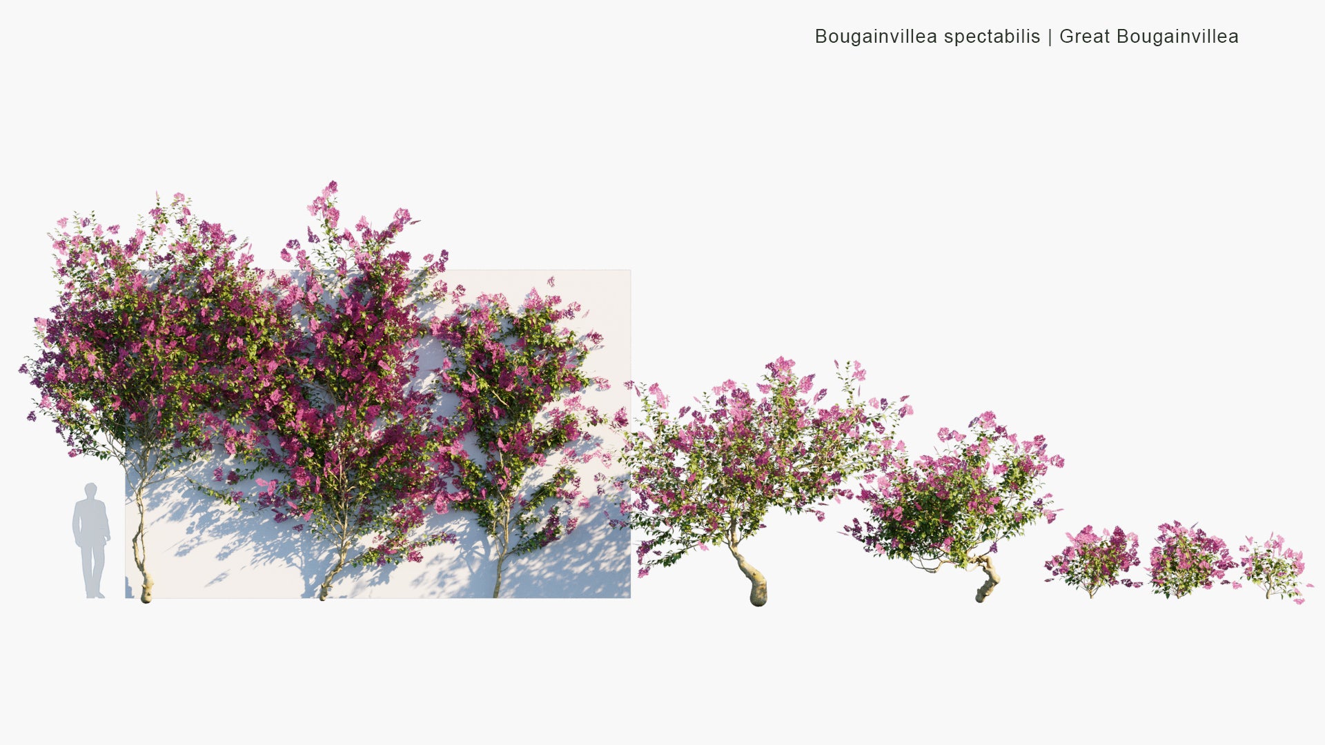 Low Poly Bougainvillea Spectabilis - Great Bougainvillea (3D Model)