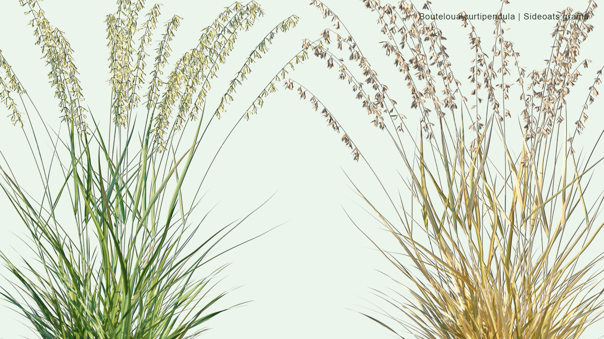 2D Bouteloua Curtipendula - Sideoats Grama