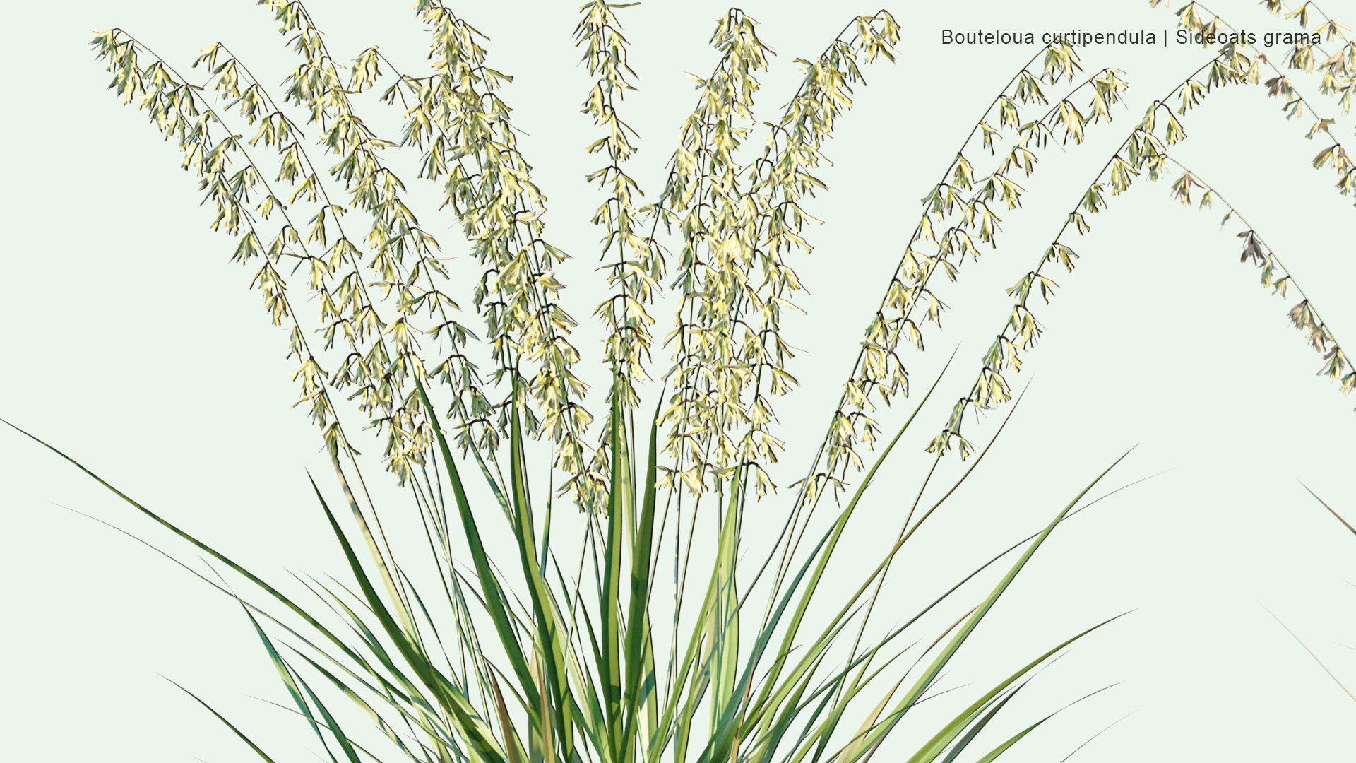 2D Bouteloua Curtipendula - Sideoats Grama