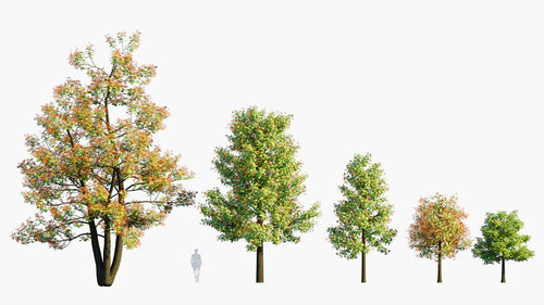 Brachychiton Acerifolius 