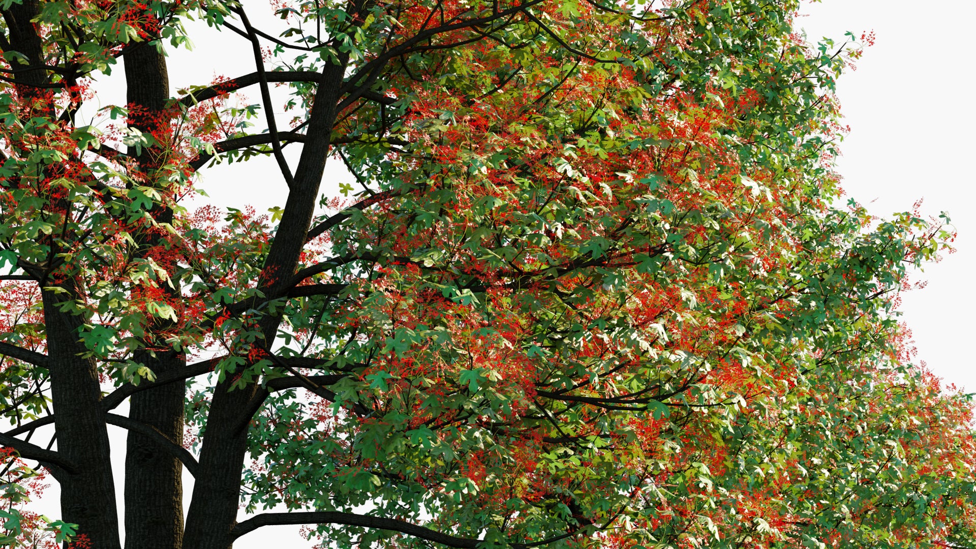 Low Poly Brachychiton Acerifolius - Illawarra Flame (3D Model)