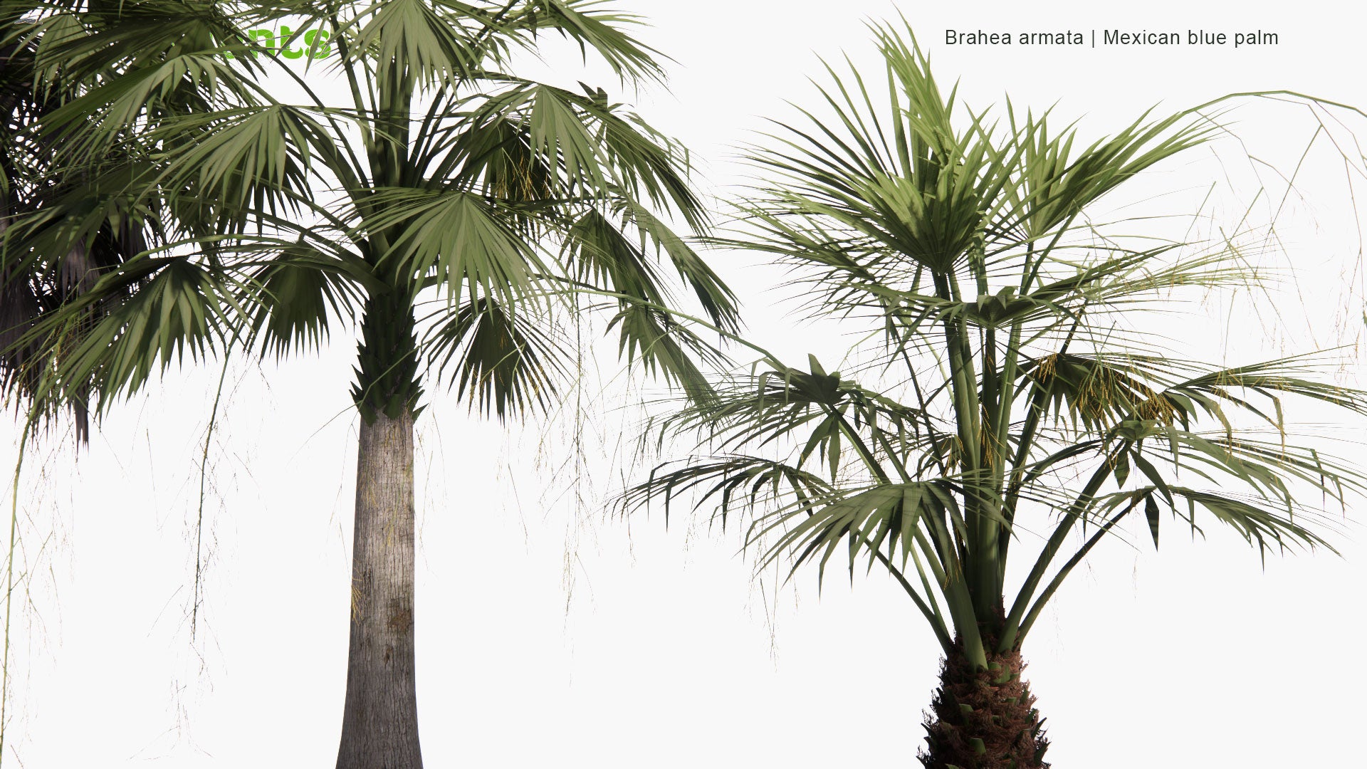 Low Poly Brahea Armata - Mexican Blue Palm, Blue Hesper Palm (3D Model)