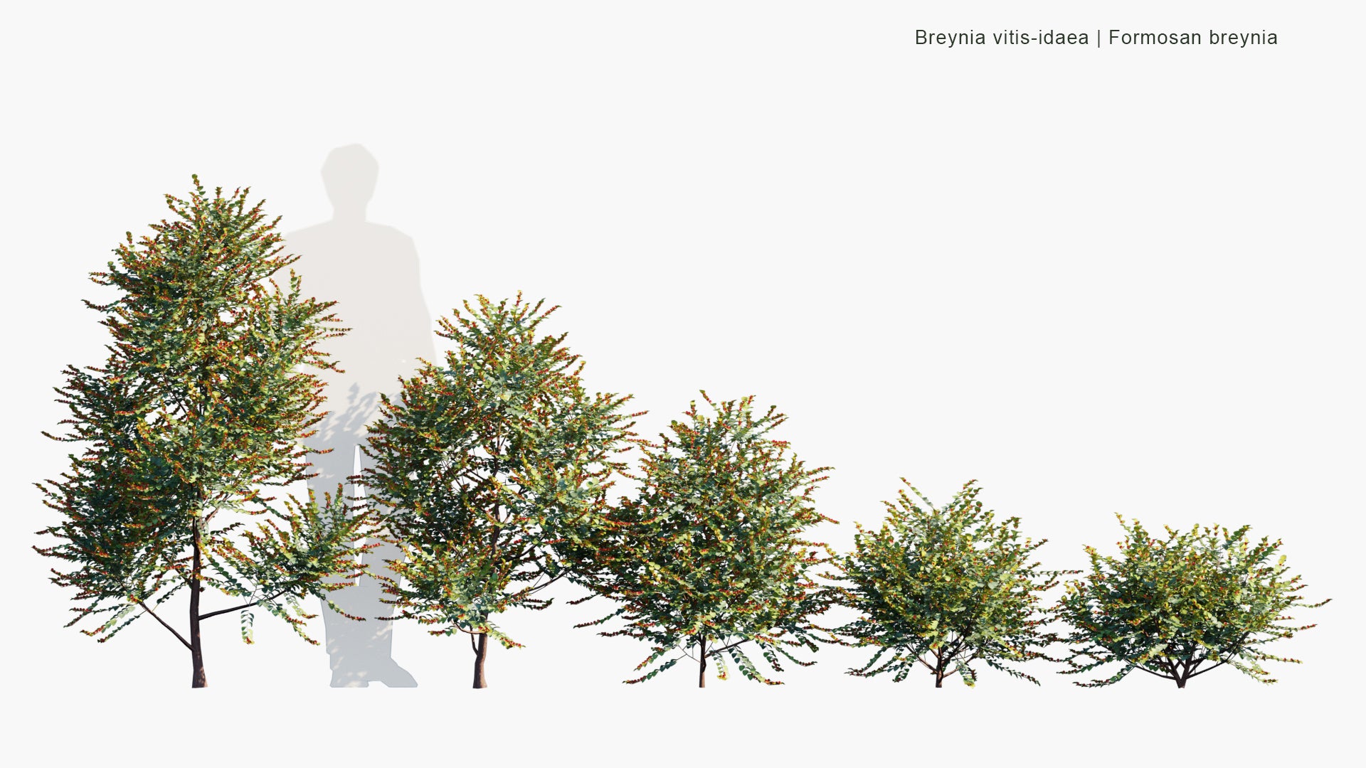 Low Poly Breynia Vitis-Idaea - Formosan Breynia (3D Model)