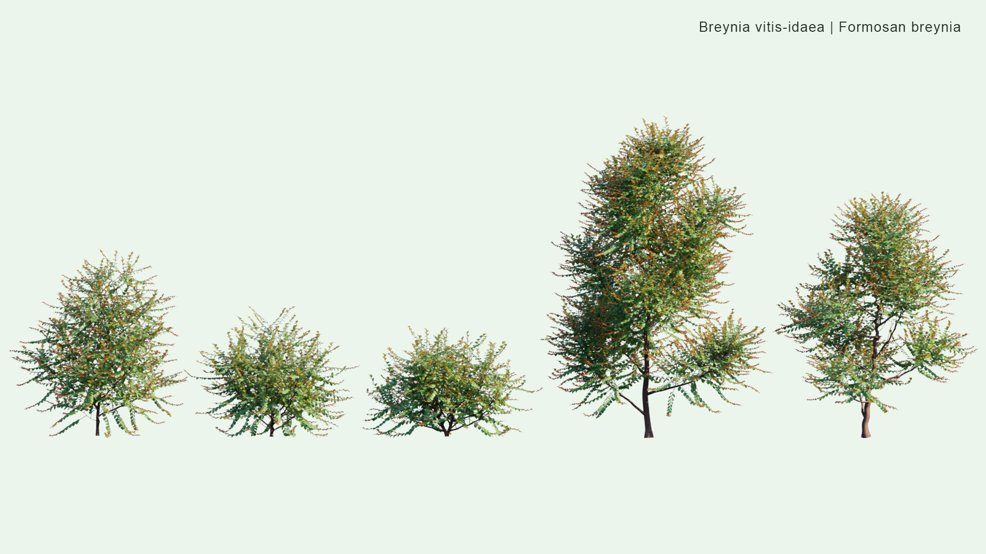 2D Breynia Vitis-Idaea - Formosan Breynia