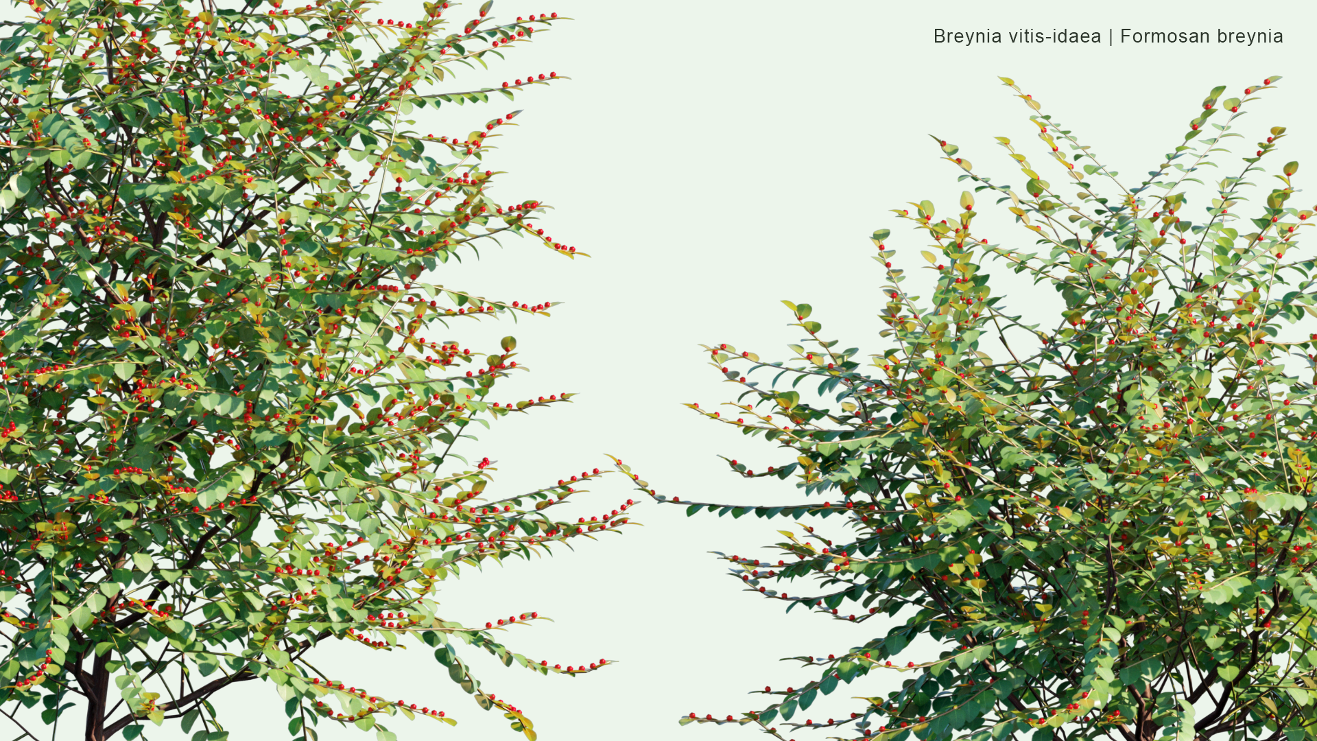 2D Breynia Vitis-Idaea - Formosan Breynia
