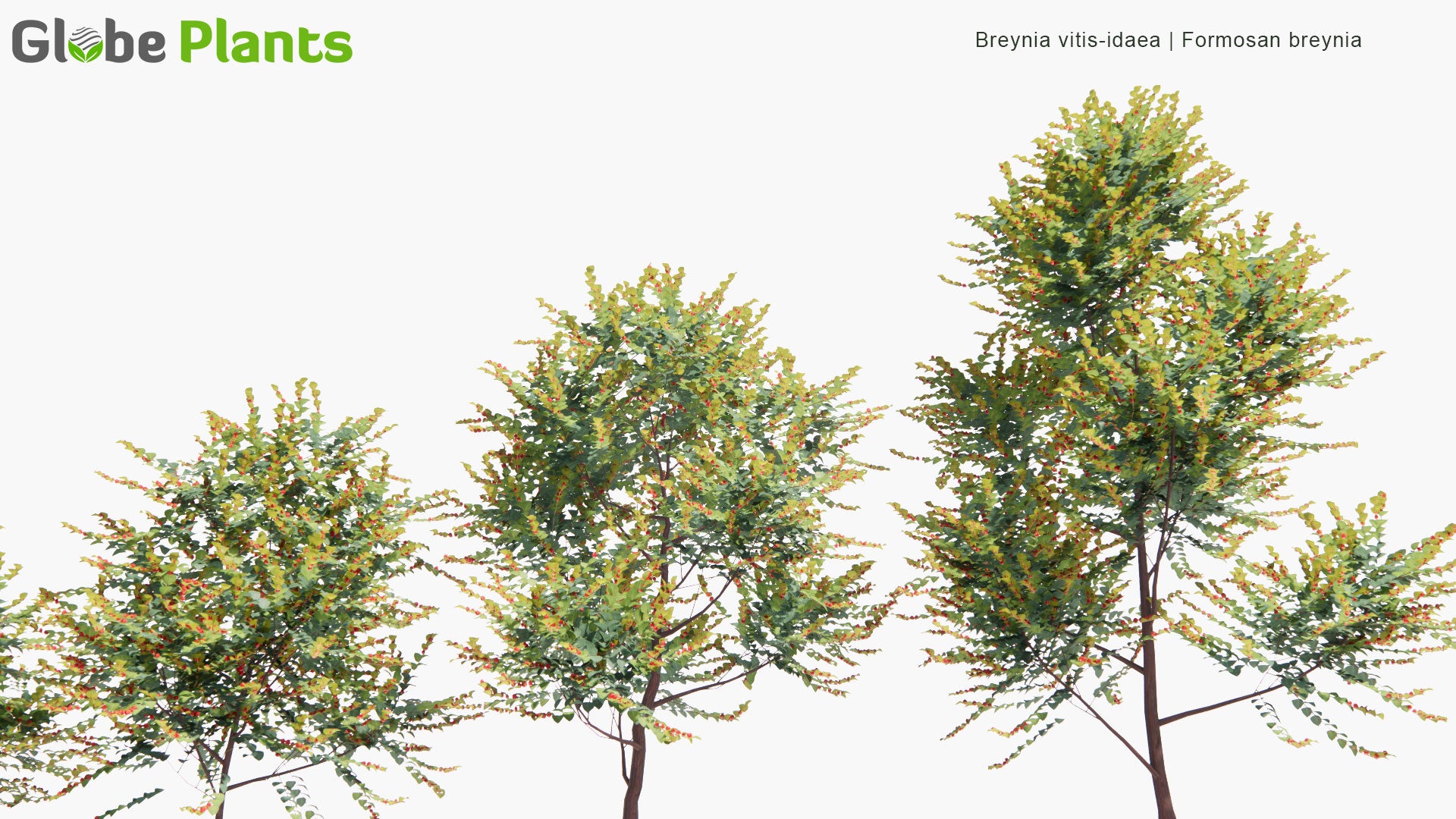 Low Poly Breynia Vitis-Idaea - Formosan Breynia (3D Model)