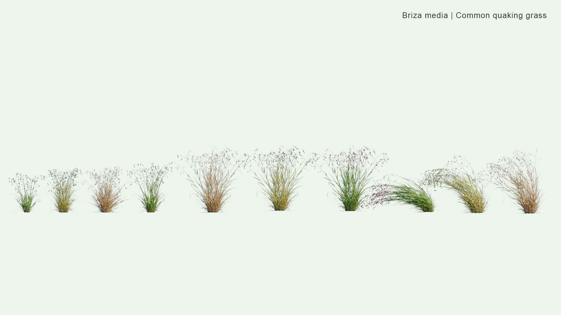 2D Briza Media - Common Quaking Grass