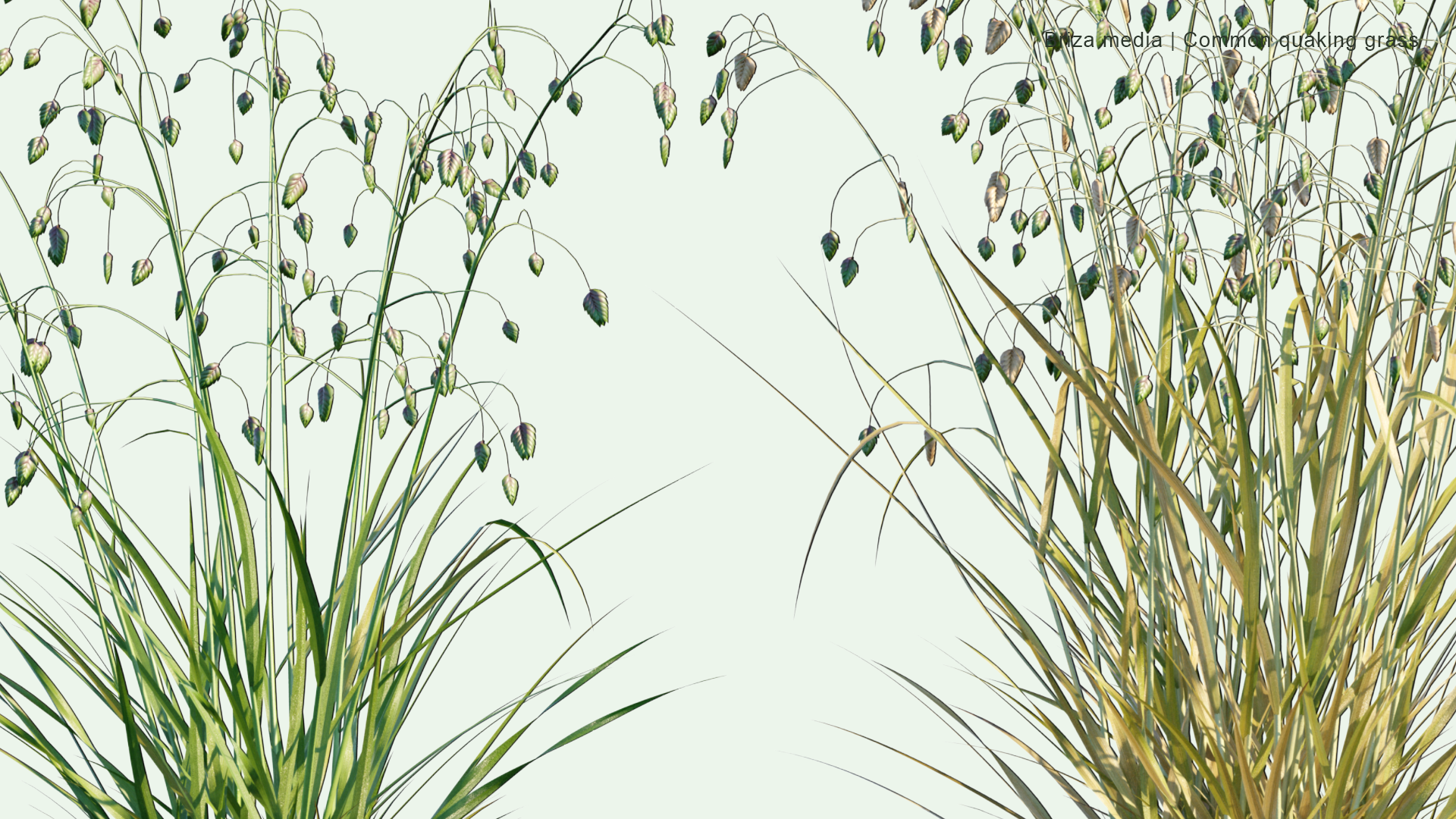 2D Briza Media - Common Quaking Grass