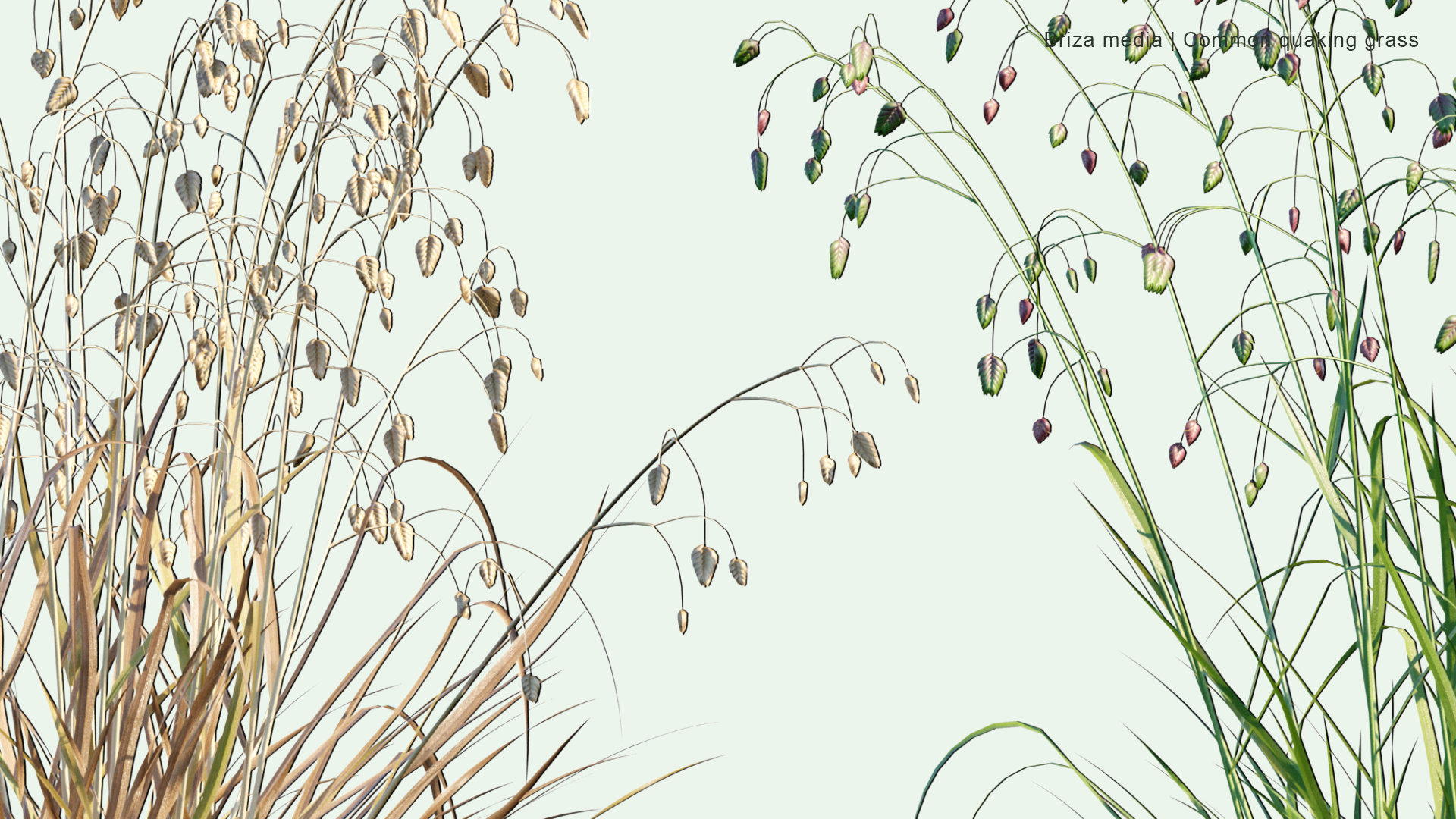 2D Briza Media - Common Quaking Grass