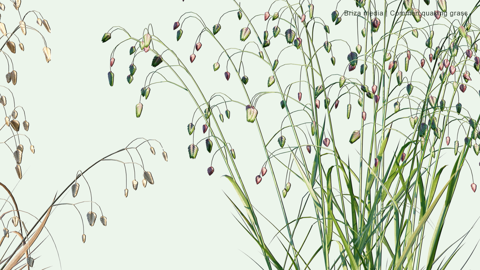 2D Briza Media - Common Quaking Grass