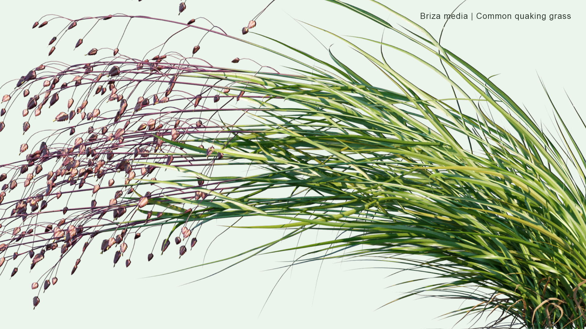 2D Briza Media - Common Quaking Grass