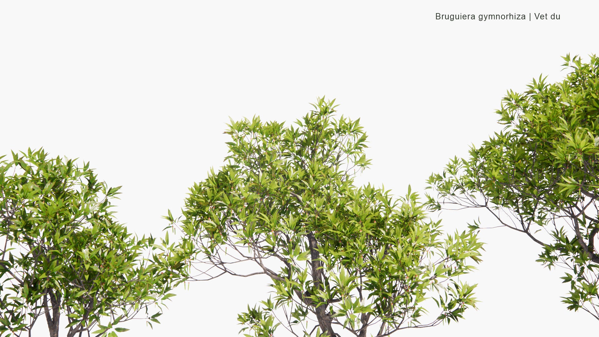 Low Poly Bruguiera Gymnorhiza - Vet Du, Large-Leafed Orange Mangrove, Oriental Mangrove (3D Model)