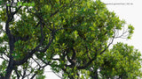 Load image into Gallery viewer, Bruguiera Gymnorhiza - Vet Du, Large-Leafed Orange Mangrove, Oriental Mangrove
