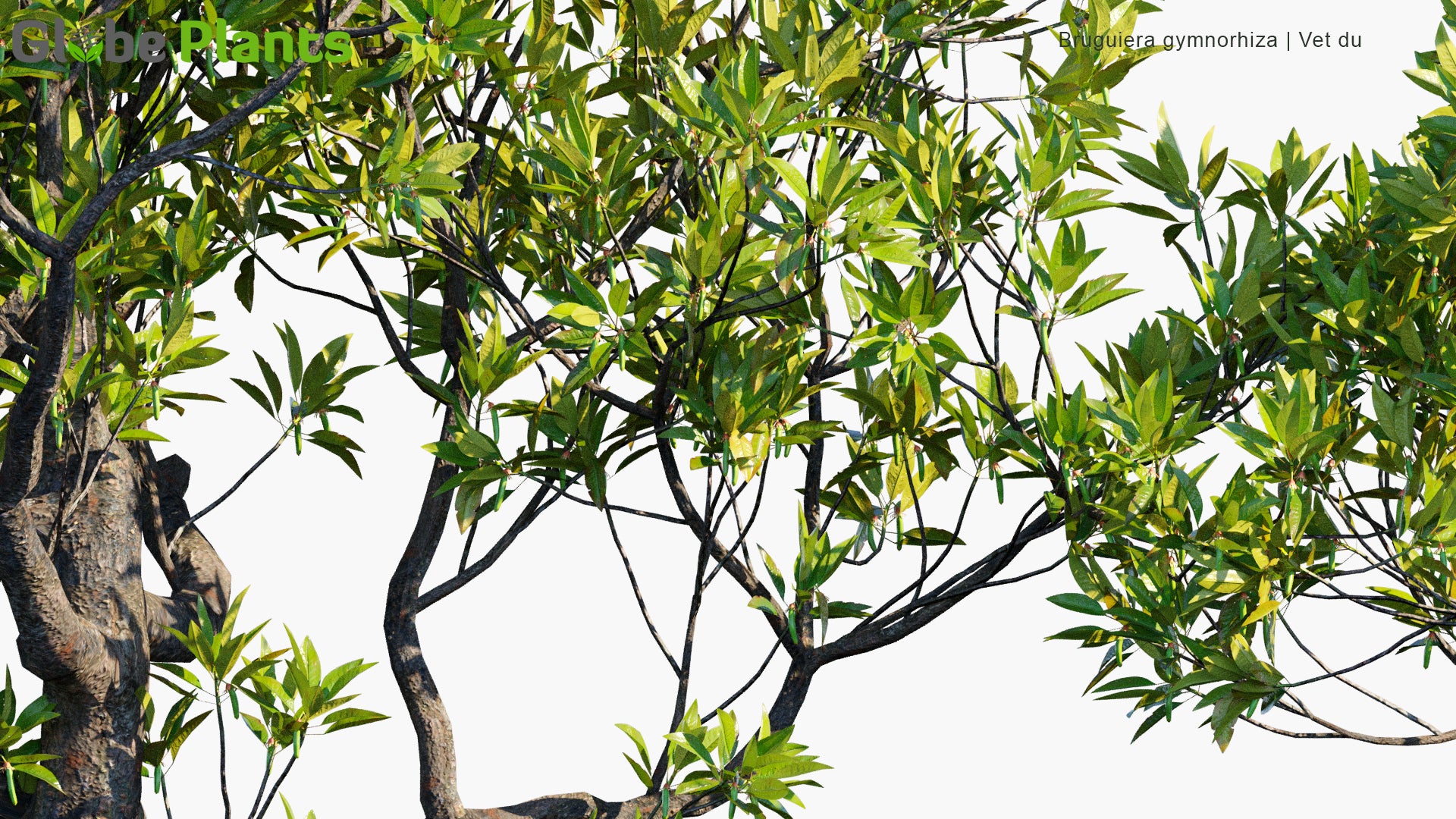 Bruguiera Gymnorhiza - Vet Du, Large-Leafed Orange Mangrove, Oriental Mangrove