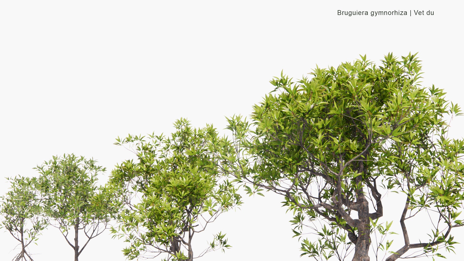 Low Poly Bruguiera Gymnorhiza - Vet Du, Large-Leafed Orange Mangrove, Oriental Mangrove (3D Model)