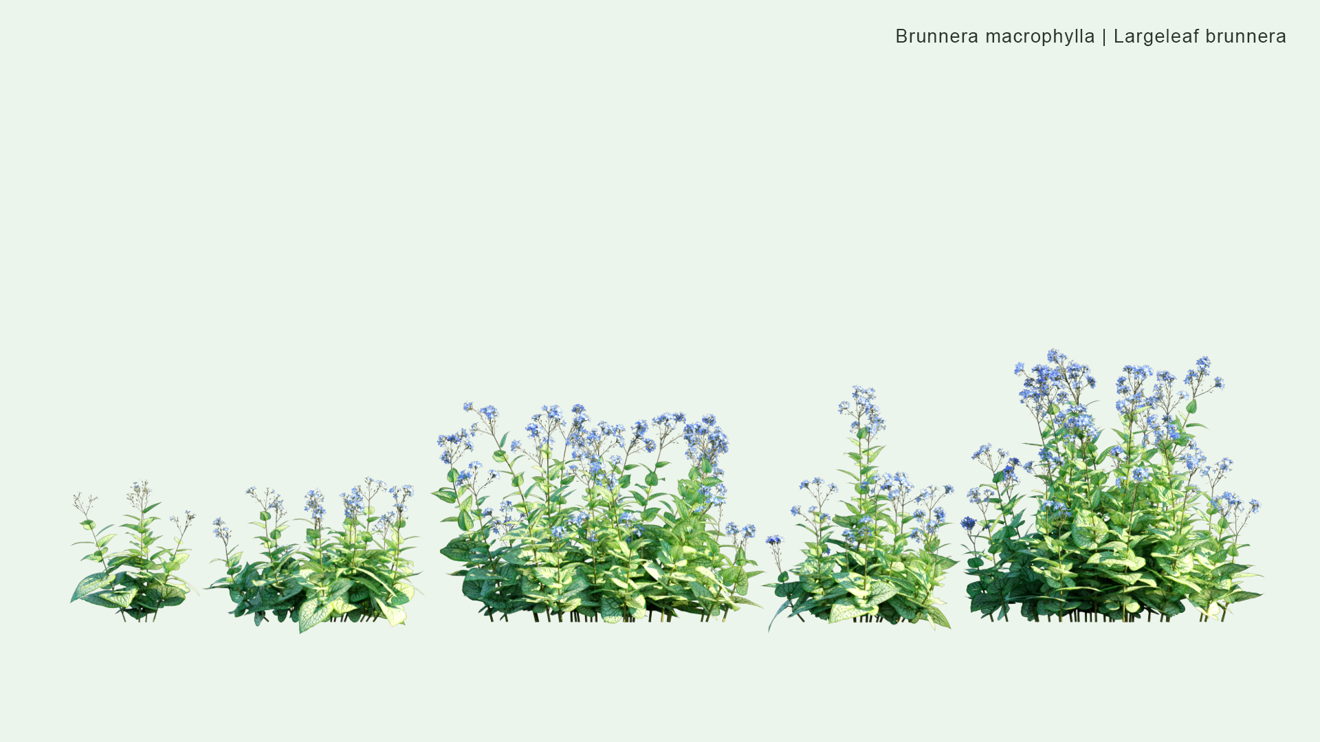 2D Brunnera Macrophylla - Siberian Bugloss, Great Forget-me-not, Largeleaf Brunnera, Heartleaf