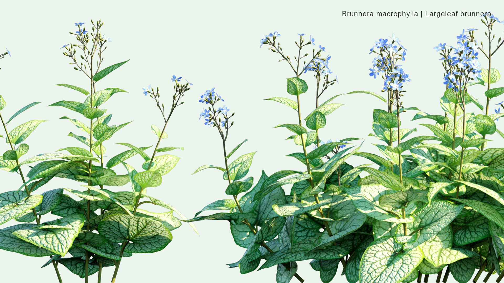 2D Brunnera Macrophylla - Siberian Bugloss, Great Forget-me-not, Largeleaf Brunnera, Heartleaf