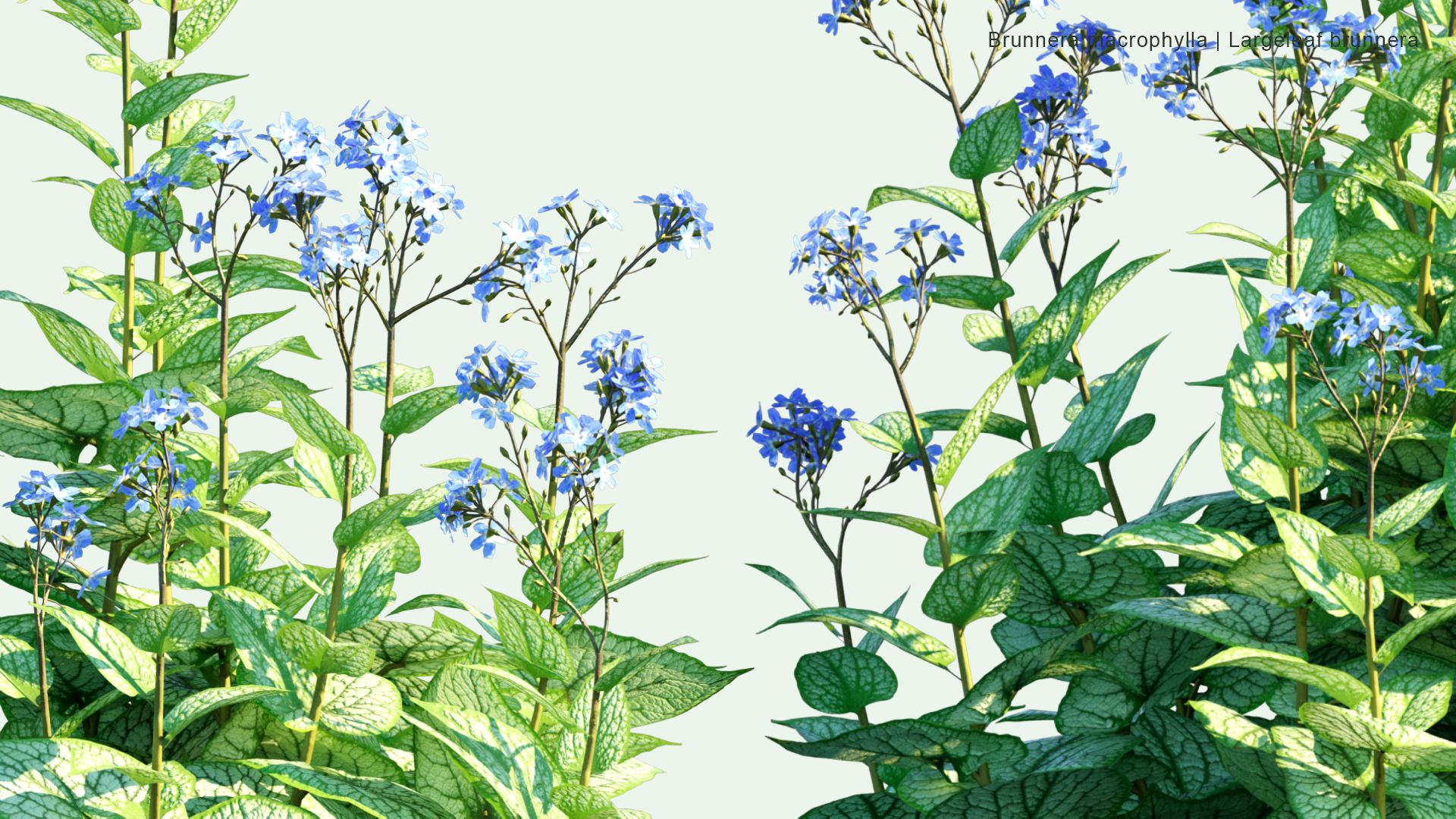 2D Brunnera Macrophylla - Siberian Bugloss, Great Forget-me-not, Largeleaf Brunnera, Heartleaf