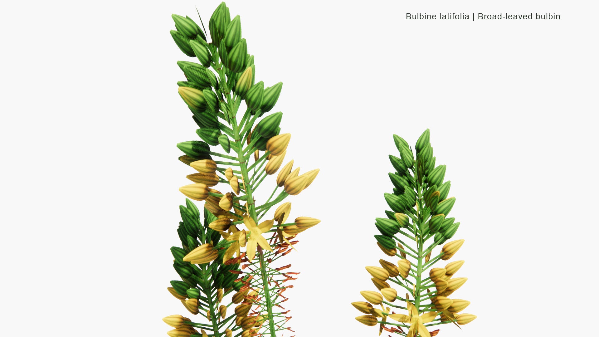 Low Poly Bulbine Latifolia - Broad-Leaved Buldine (3D Model)