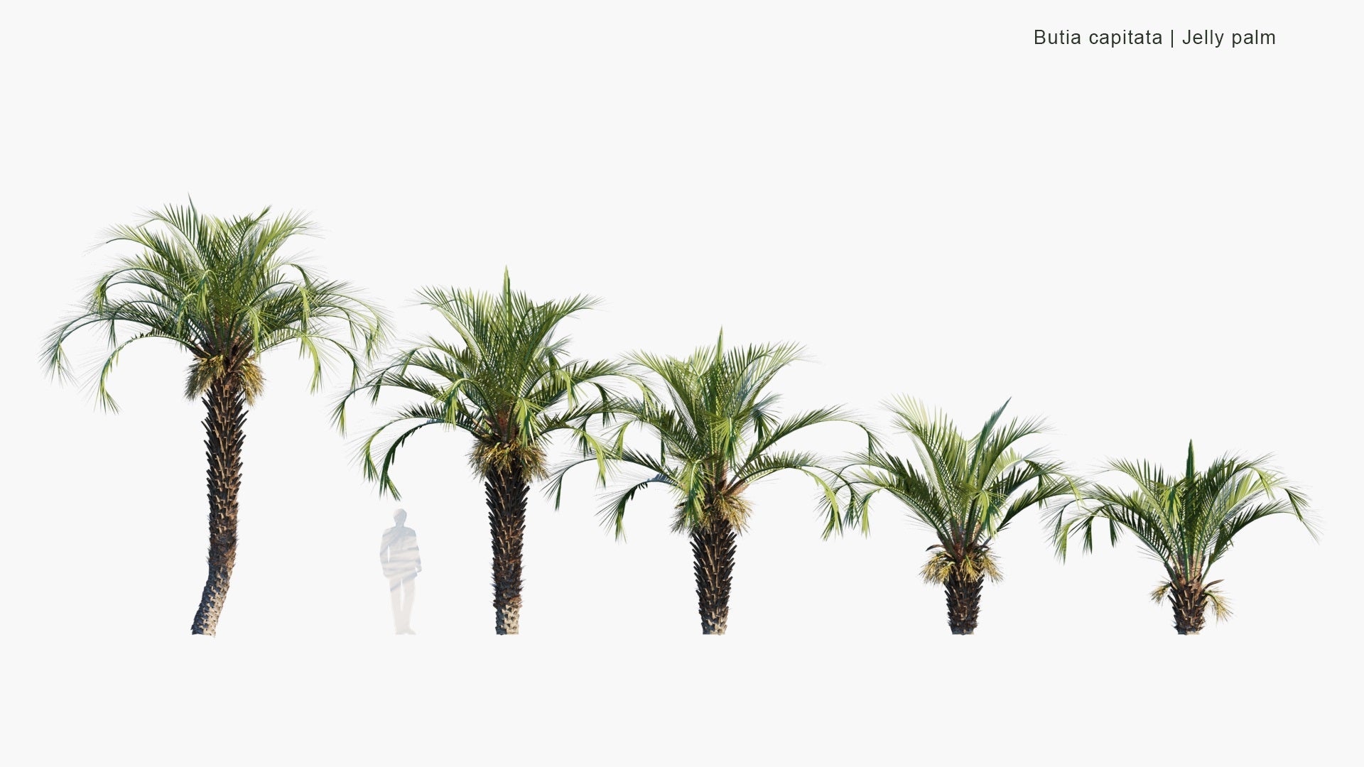 Low Poly Butia Capitata - Jelly Palm, Coquinho-Azedo (3D Model)