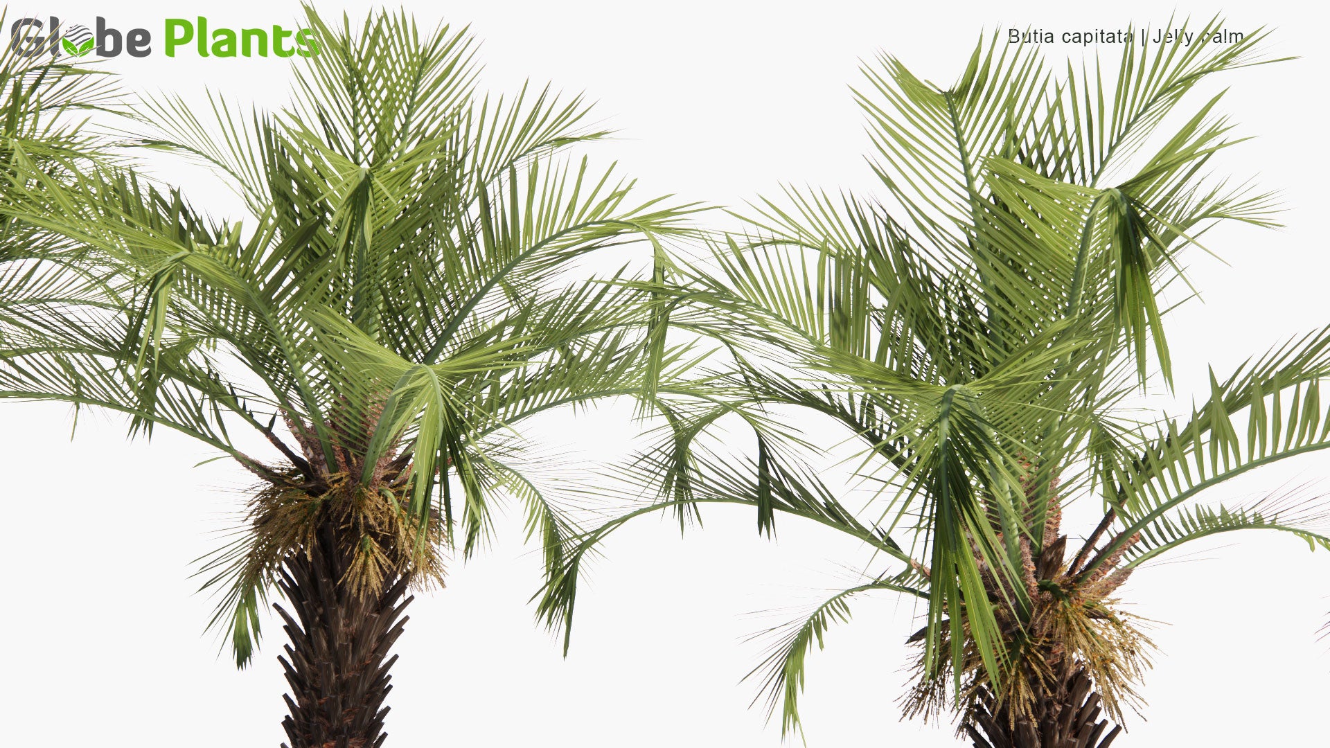 Low Poly Butia Capitata - Jelly Palm, Coquinho-Azedo (3D Model)