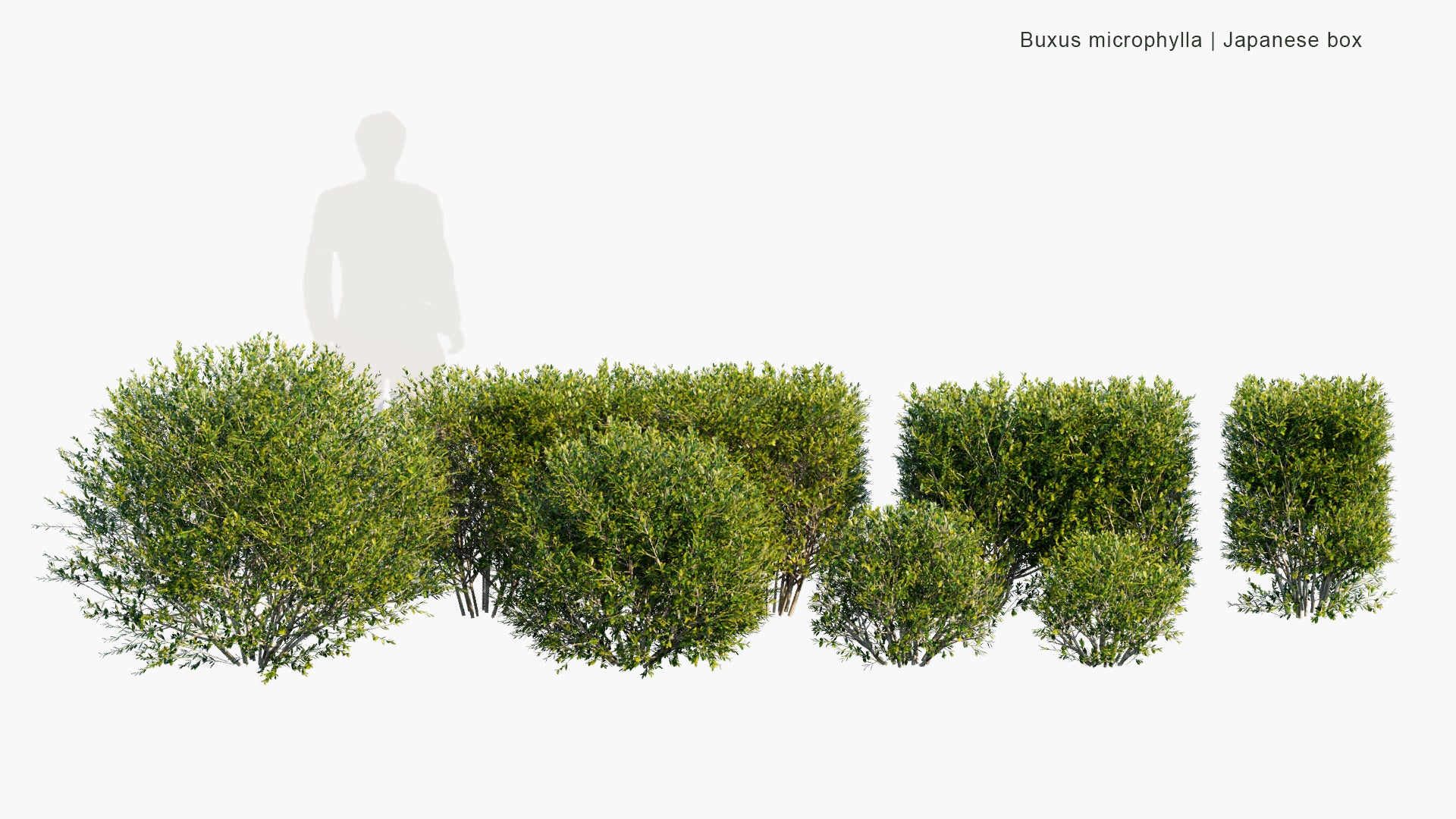 Low Poly Buxus Microphylla - Japanese Box, Littleleaf Box (3D Model)