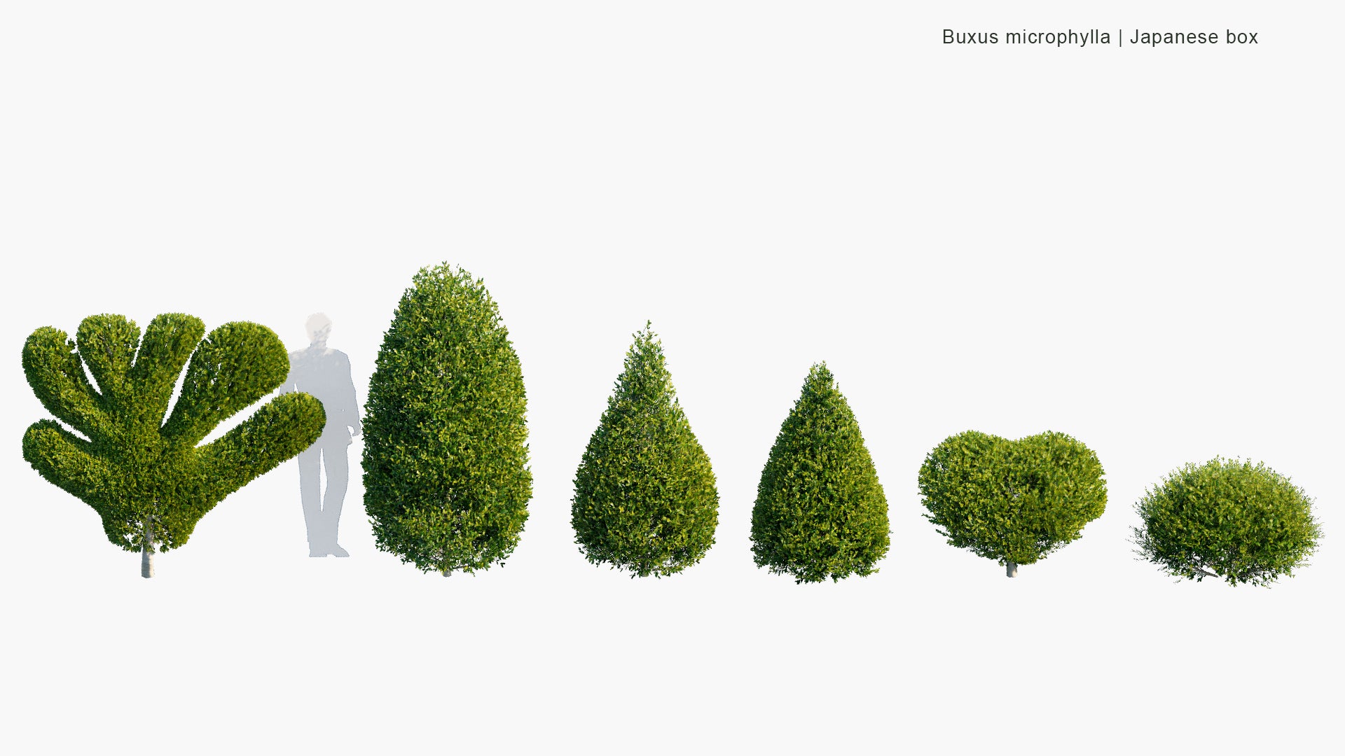 Low Poly Buxus Microphylla - Japanese Box, Littleleaf Box (3D Model)
