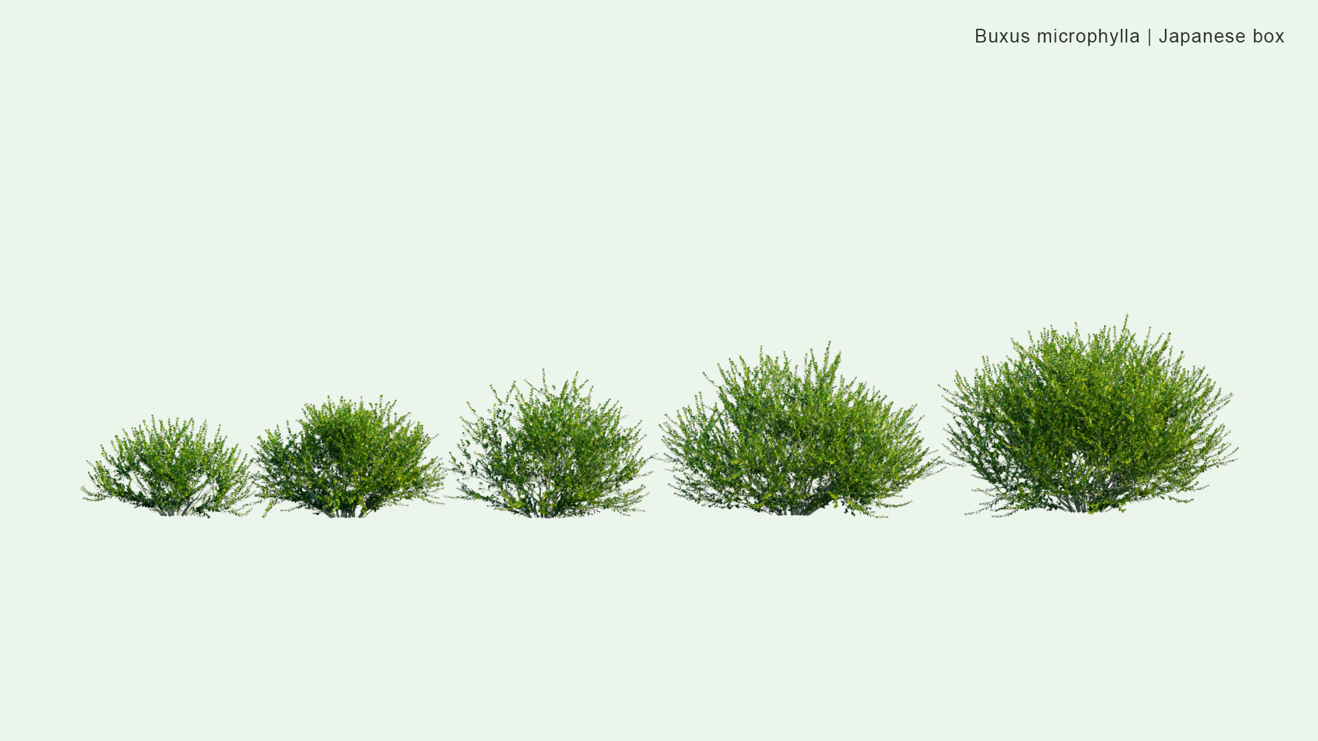 2D Buxus Microphylla - Japanese Box, Littleleaf Box