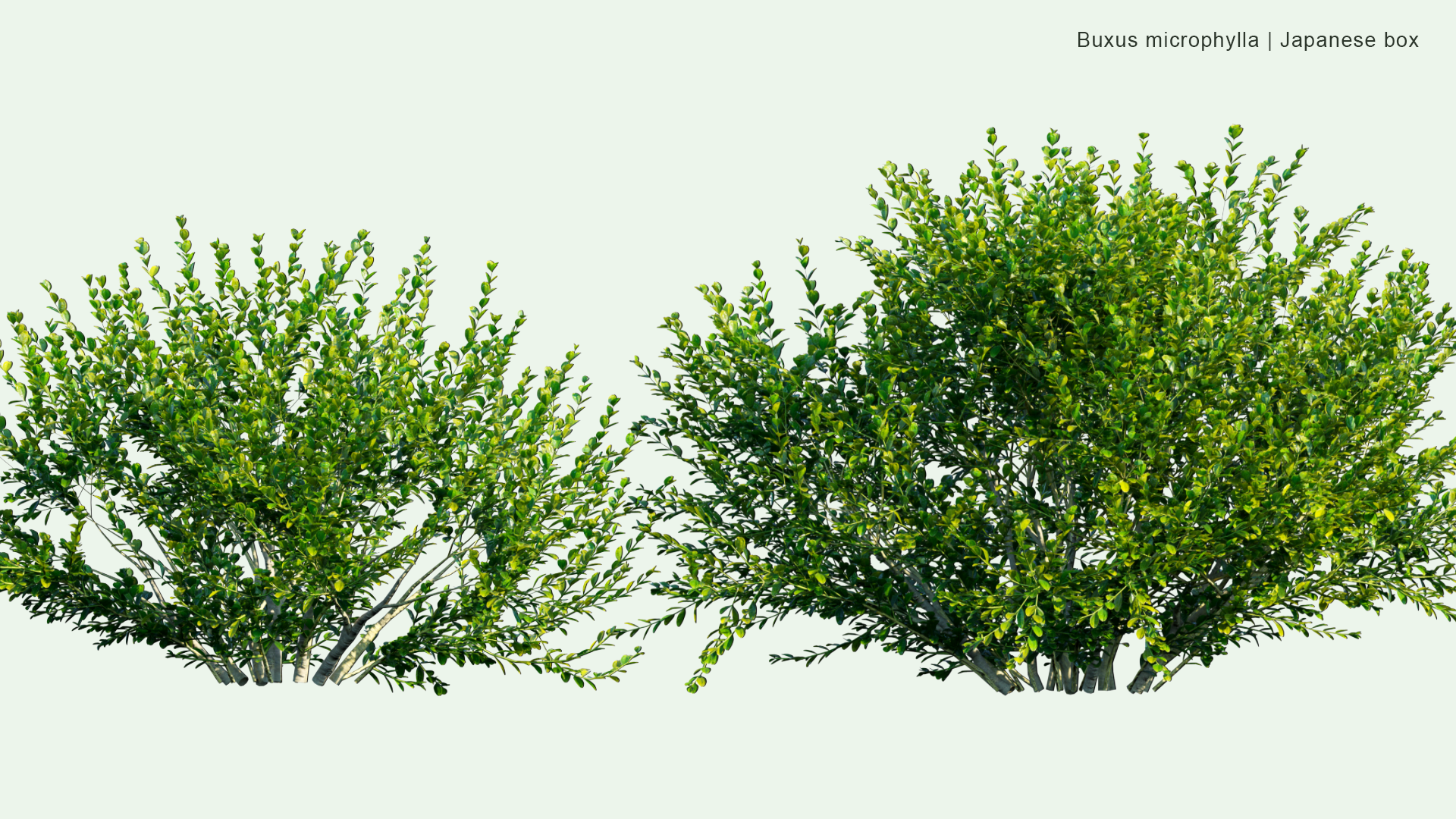 2D Buxus Microphylla - Japanese Box, Littleleaf Box