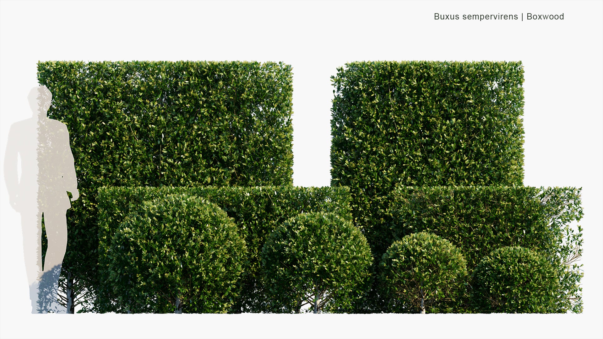 Low Poly Buxus Sempervirens - Common Box, European Box, Boxwood (3D Model)