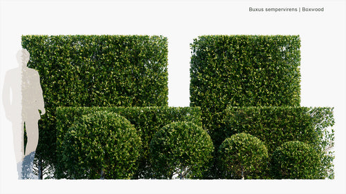 Buxus Sempervirens 