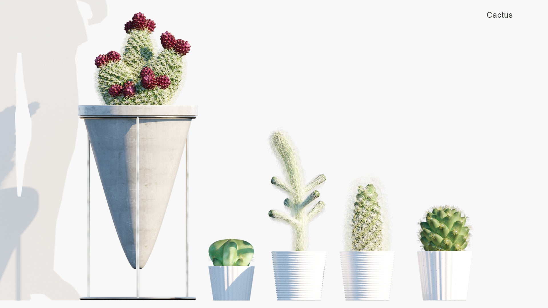 Cactus - Cacti (3D Model)