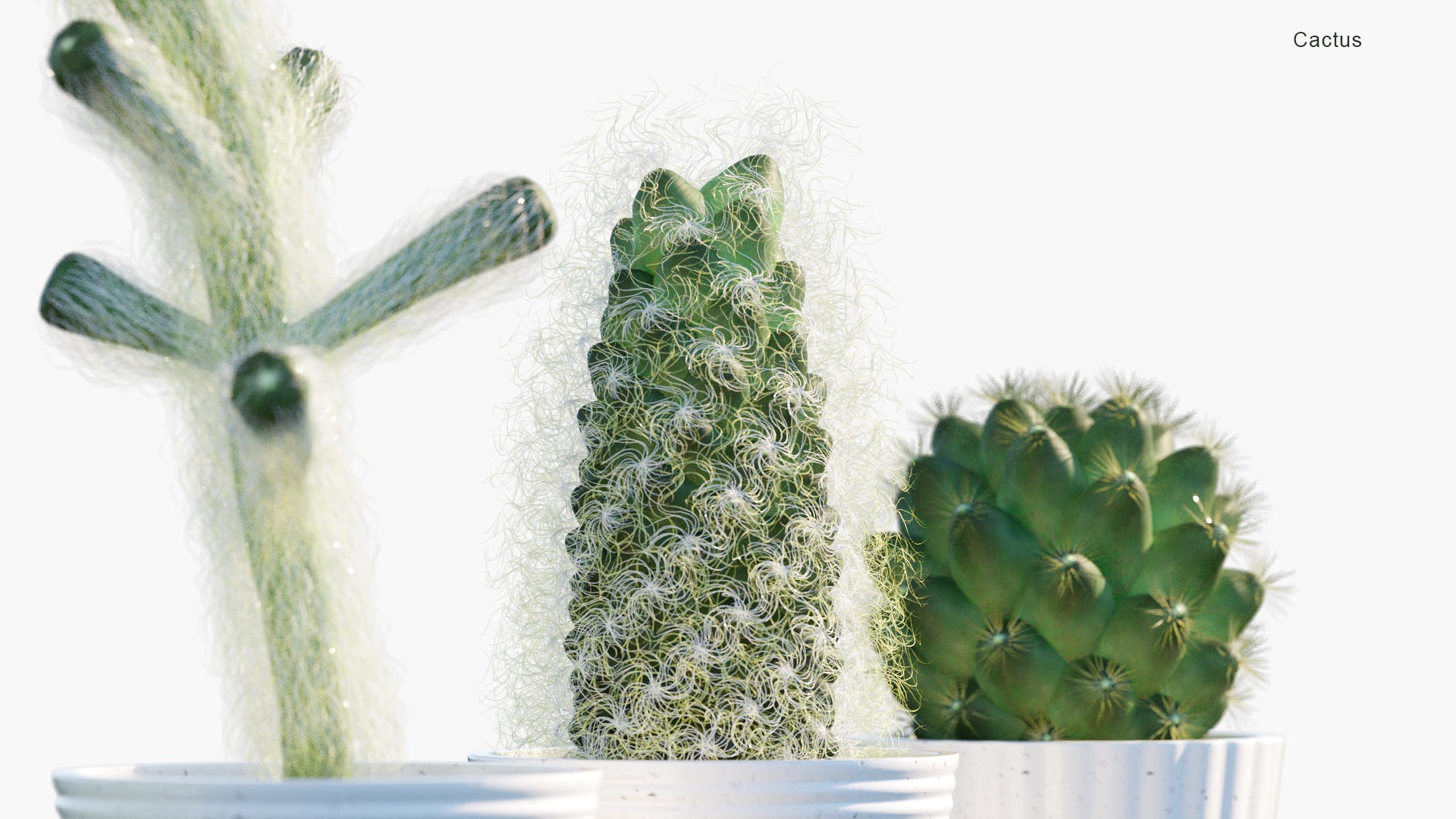 Cactus - Cacti (3D Model)