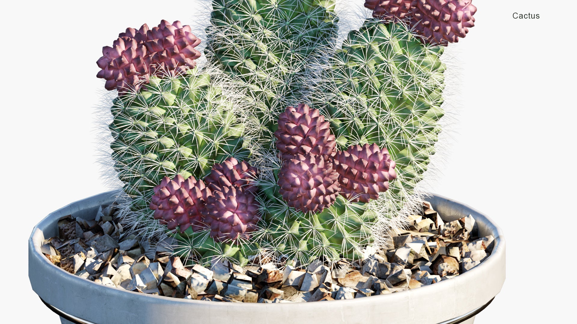Low Poly Cactus - Cacti (3D Model)