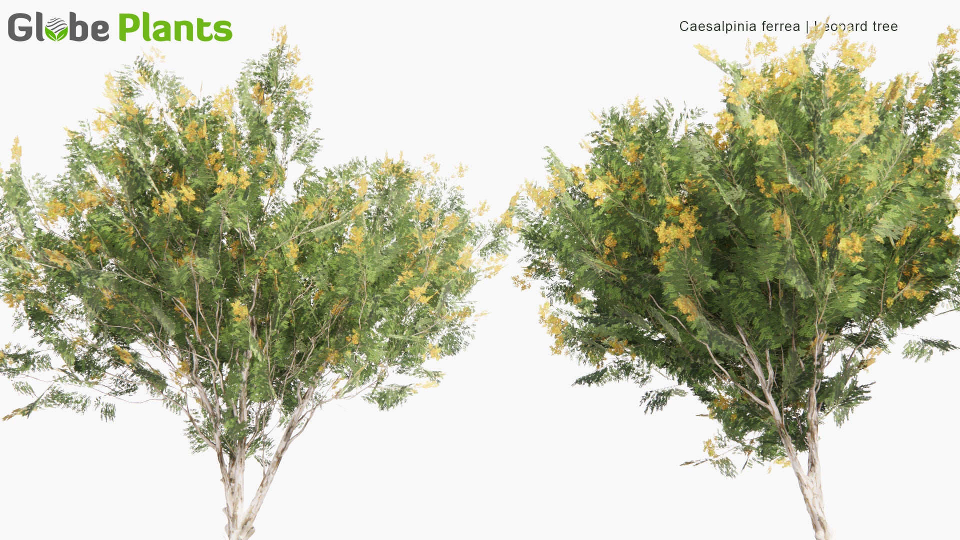 Low Poly Caesalpinia Ferrea, Libidibia Ferrea - Leopard Tree, Morado, Brazilian Ironwood, Pau Ferro (3D Model)