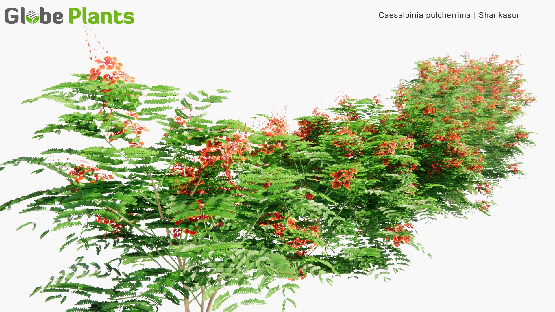 Low Poly Caesalpinia Pulcherrima - Shankasur, Poinciana, Peacock Flower, Red Bird of Paradise, Mexican Bird of Paradise, Dwarf Poinciana, Pride of Barbados, Flos Pavonis, Flamboyant-de-Jardin (3D Model)