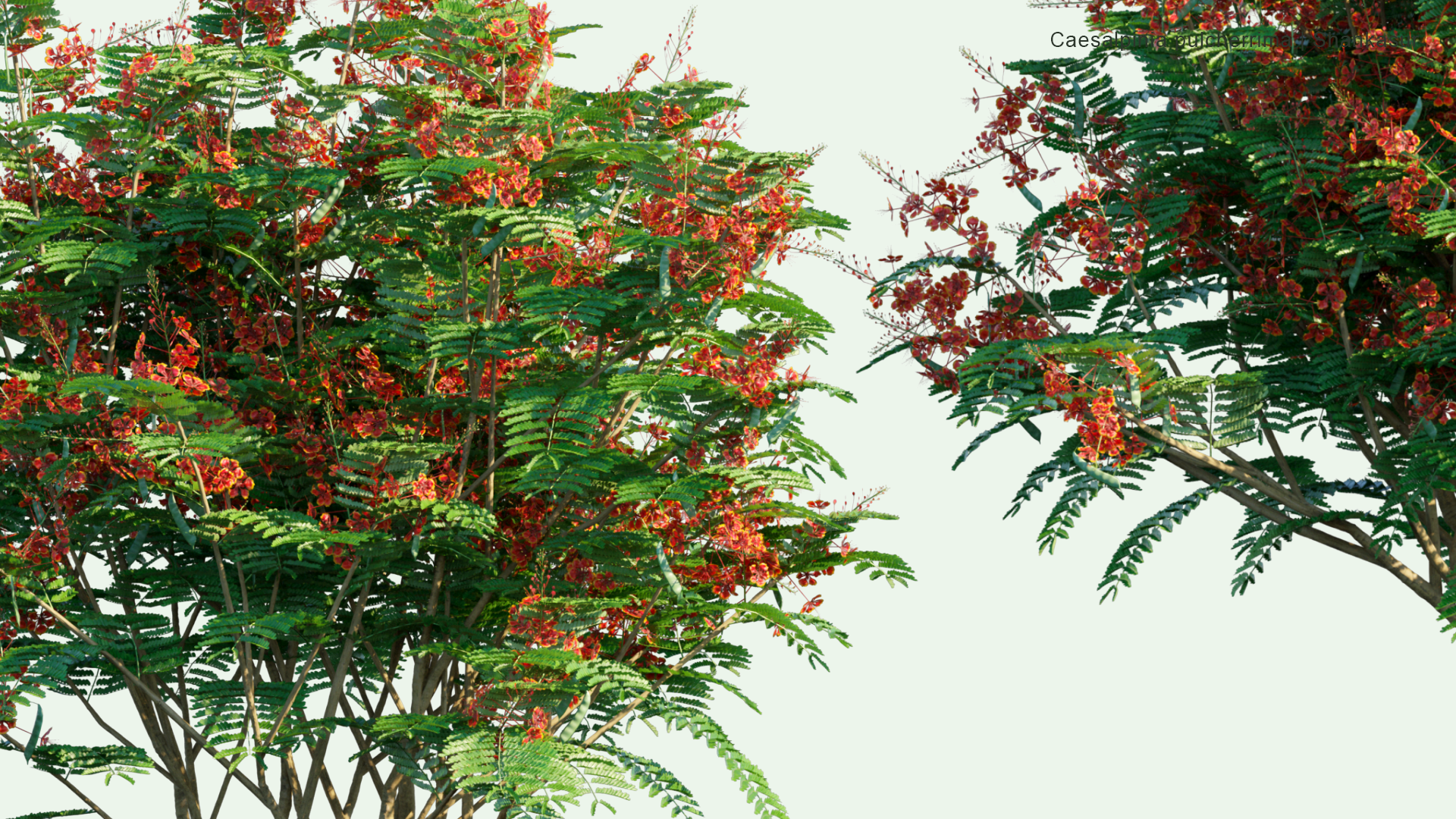 2D Caesalpinia Pulcherrima - Shankasur, Poinciana, Peacock Flower, Red Bird of Paradise, Mexican Bird of Paradise, Dwarf Poinciana, Pride of Barbados, Flos Pavonis, Flamboyant-de-jardin