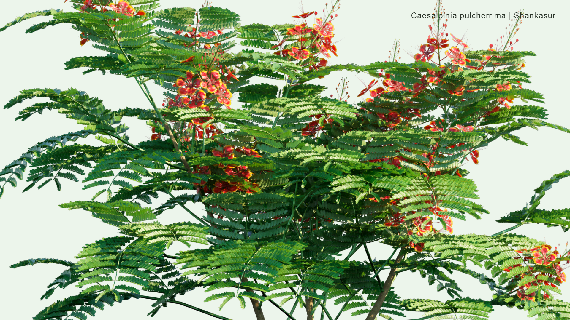 2D Caesalpinia Pulcherrima - Shankasur, Poinciana, Peacock Flower, Red Bird of Paradise, Mexican Bird of Paradise, Dwarf Poinciana, Pride of Barbados, Flos Pavonis, Flamboyant-de-jardin