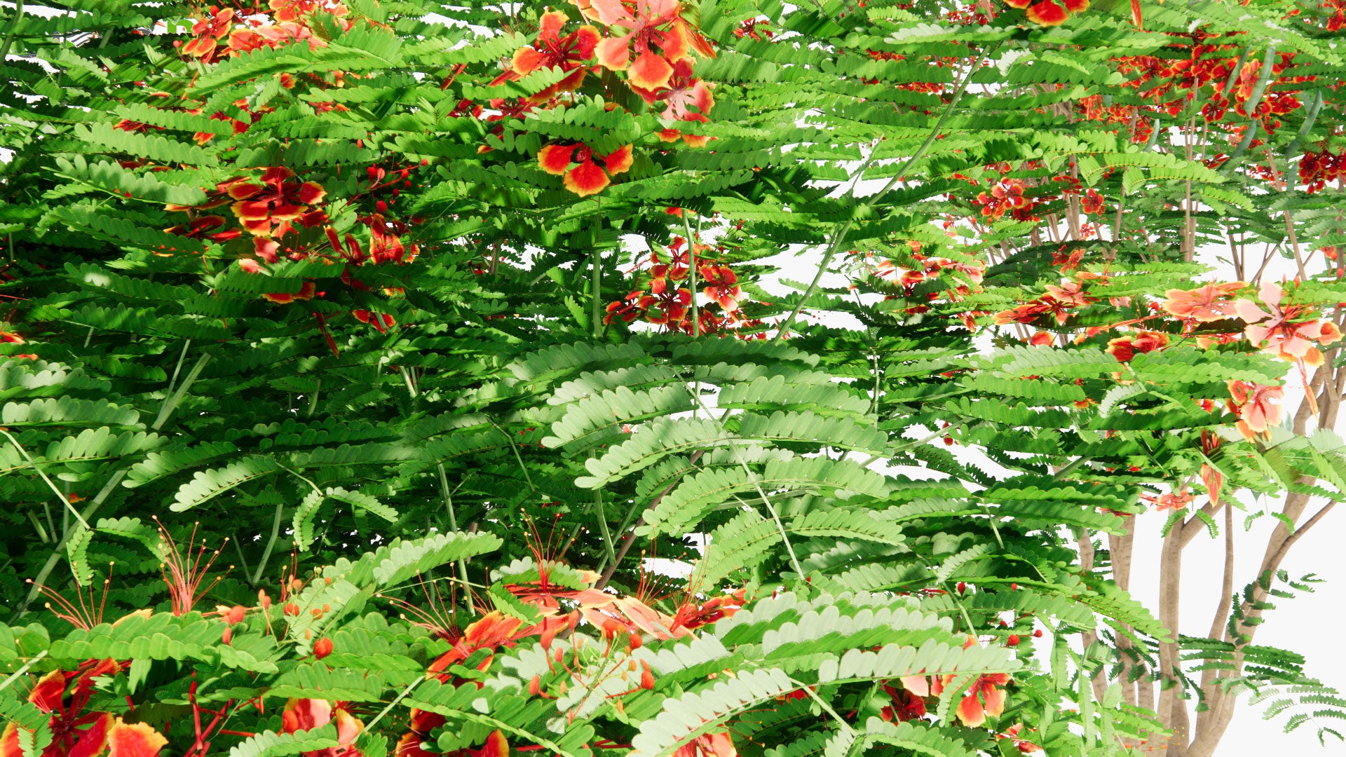 Low Poly Caesalpinia Pulcherrima - Shankasur, Poinciana, Peacock Flower, Red Bird of Paradise, Mexican Bird of Paradise, Dwarf Poinciana, Pride of Barbados, Flos Pavonis, Flamboyant-de-Jardin (3D Model)
