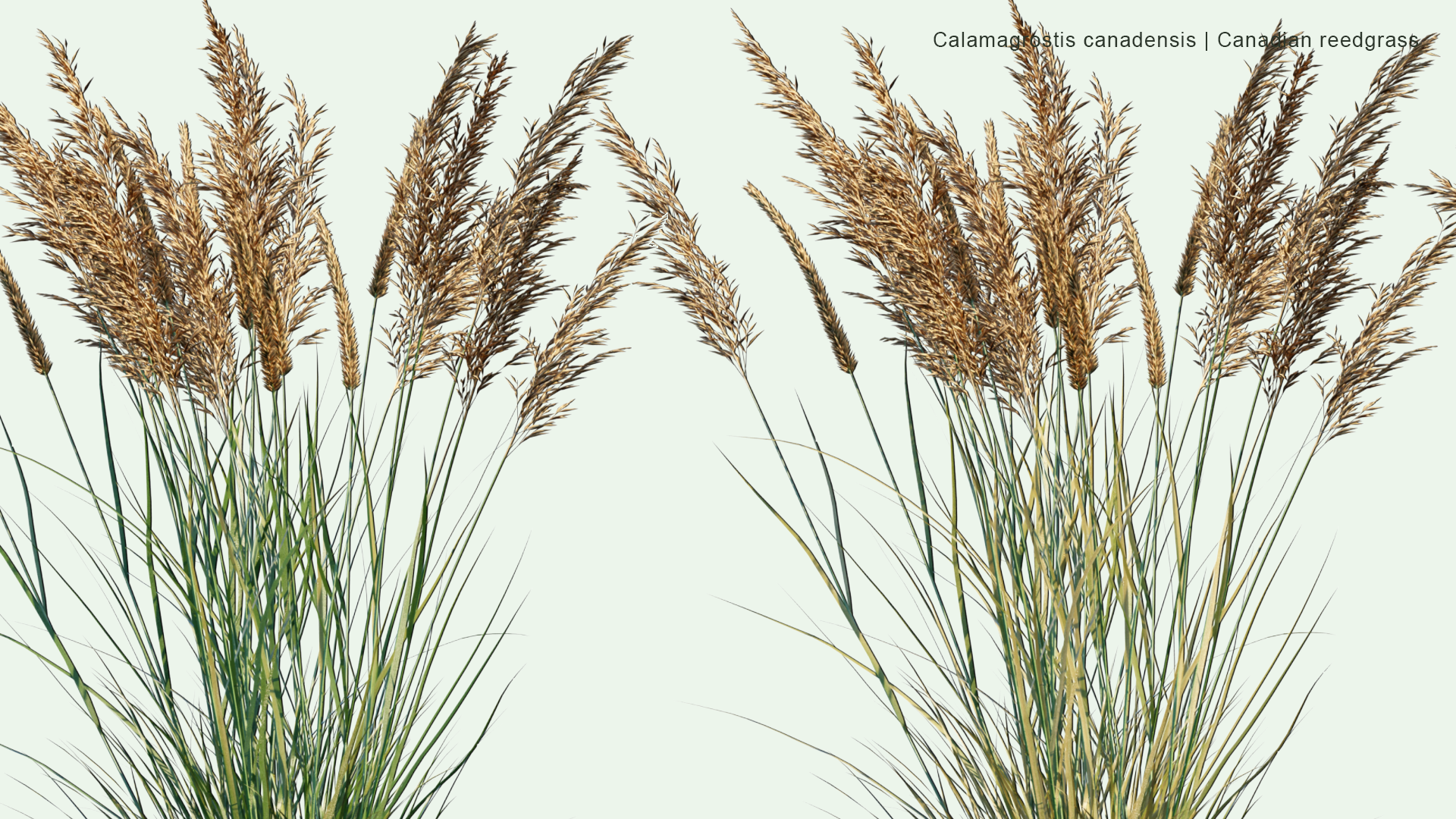 2D Calamagrostis Canadensis - Bluejoint, Bluejoint Reedgrass, Marsh Reedgrass, Canadian Reedgrass, Meadow Pinegrass, Marsh Pinegrass