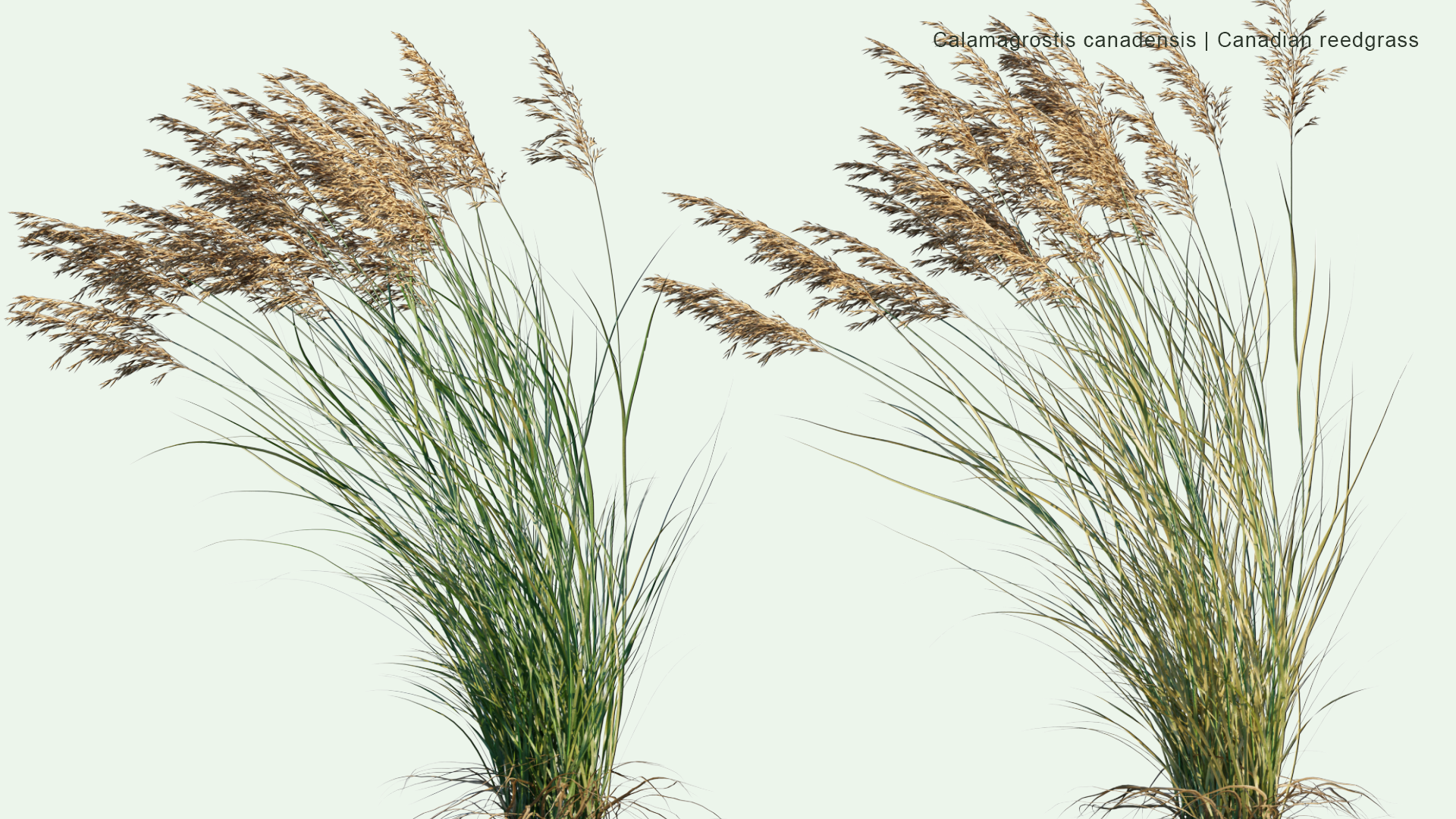 2D Calamagrostis Canadensis - Bluejoint, Bluejoint Reedgrass, Marsh Reedgrass, Canadian Reedgrass, Meadow Pinegrass, Marsh Pinegrass