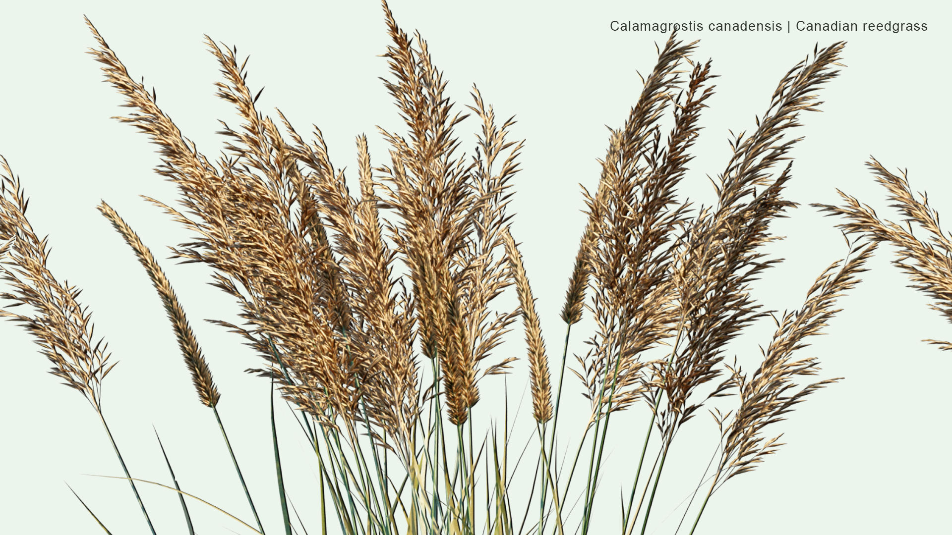 2D Calamagrostis Canadensis - Bluejoint, Bluejoint Reedgrass, Marsh Reedgrass, Canadian Reedgrass, Meadow Pinegrass, Marsh Pinegrass