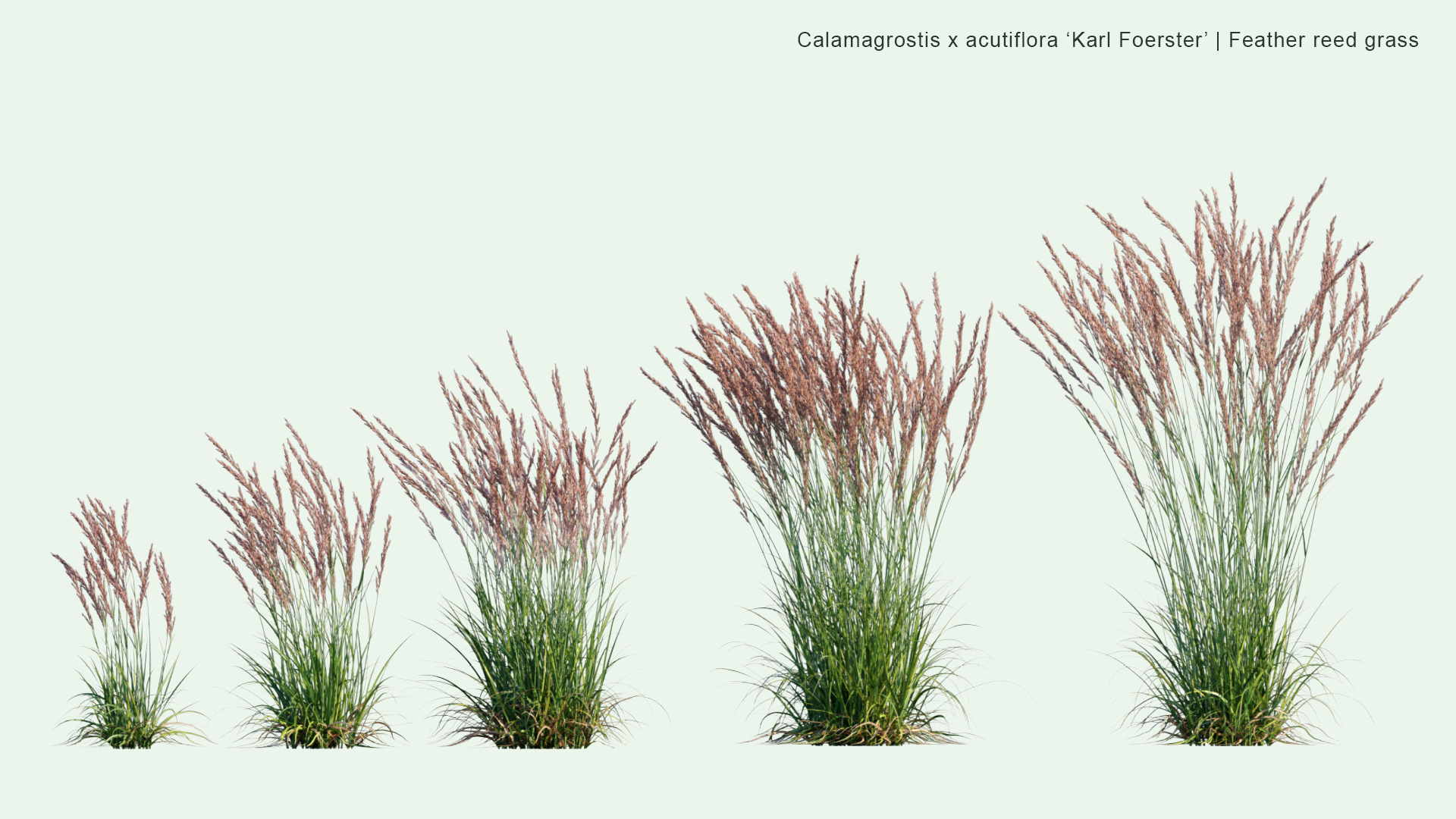 2D Calamagrostis x Acutiflora 'Karl Foerster' - Feather Reed Grass