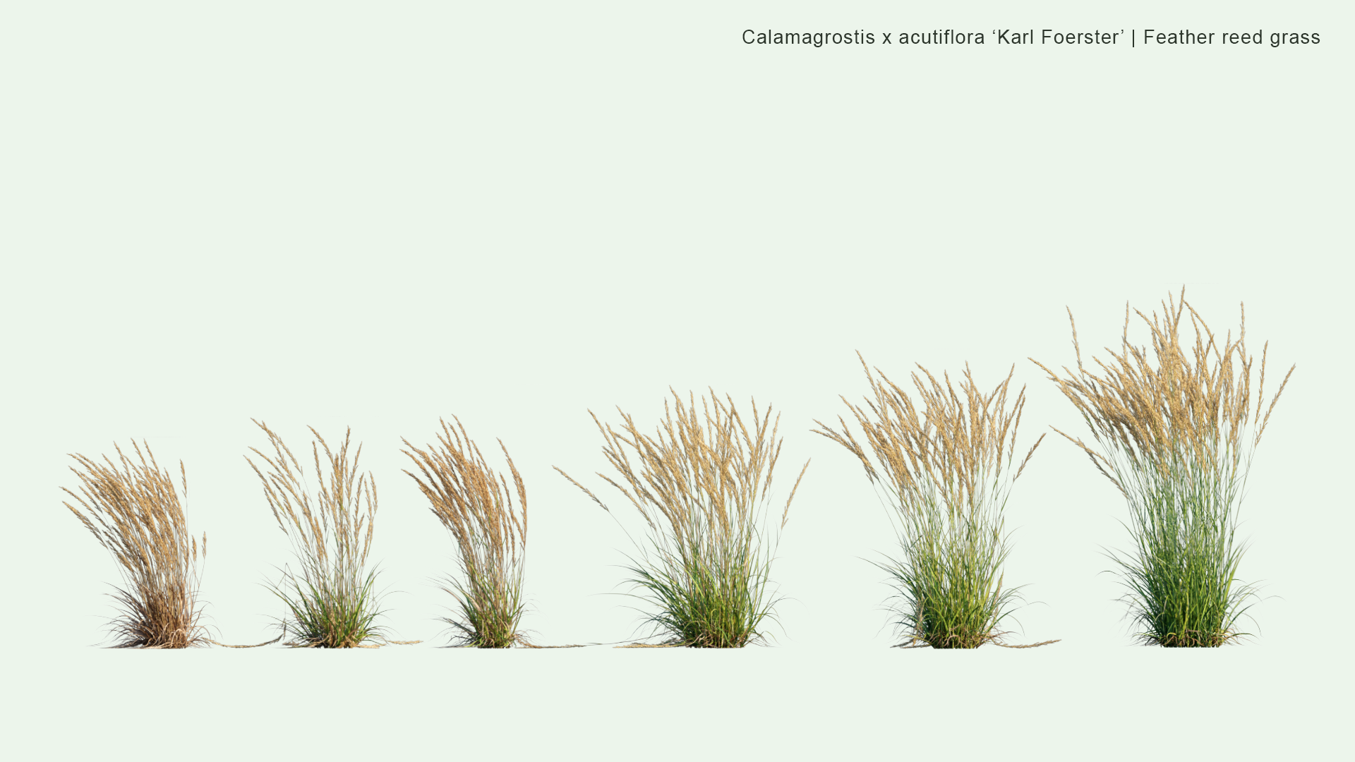 2D Calamagrostis x Acutiflora 'Karl Foerster' - Feather Reed Grass