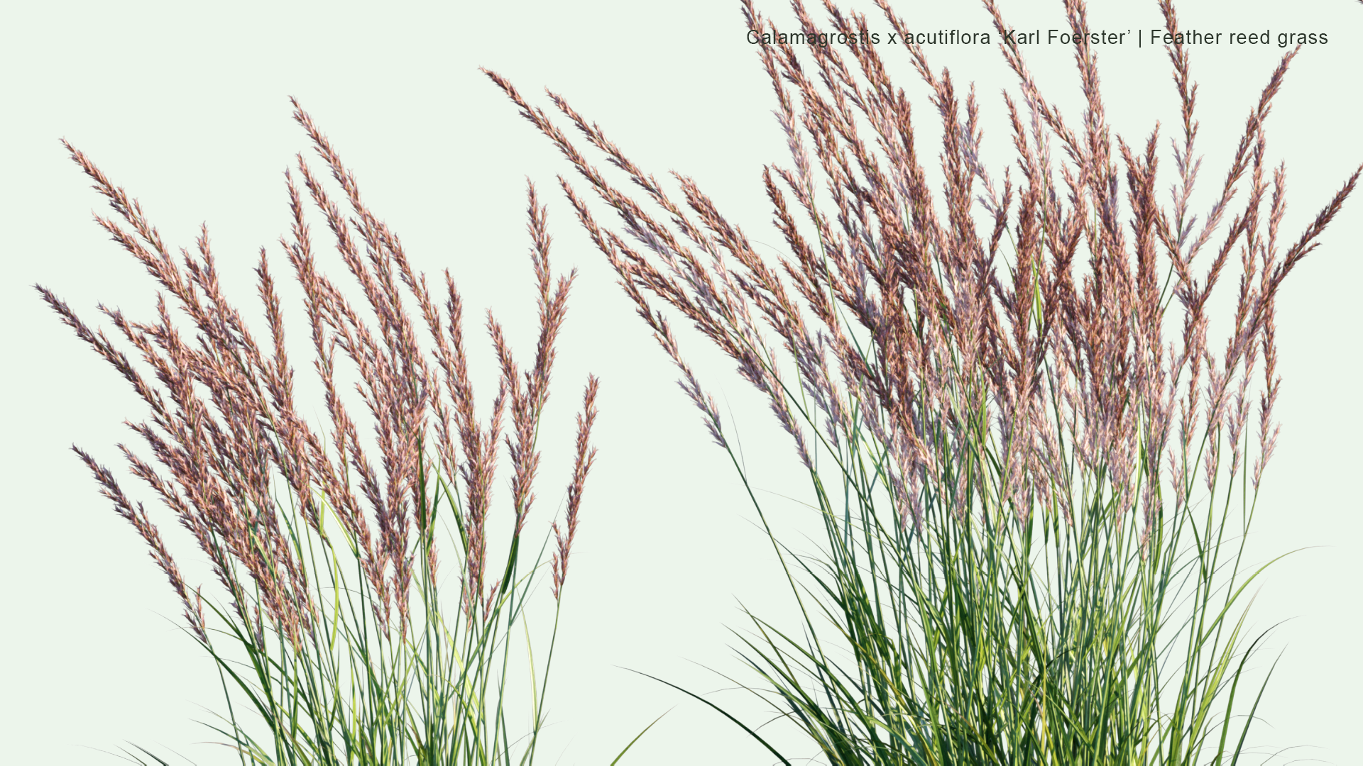 2D Calamagrostis x Acutiflora 'Karl Foerster' - Feather Reed Grass