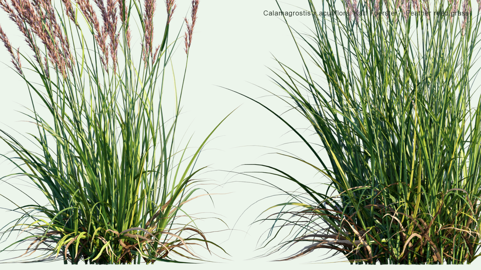 2D Calamagrostis x Acutiflora 'Karl Foerster' - Feather Reed Grass