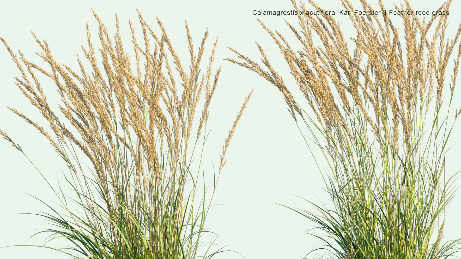 2D Calamagrostis x Acutiflora 'Karl Foerster' - Feather Reed Grass